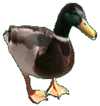 duck555r